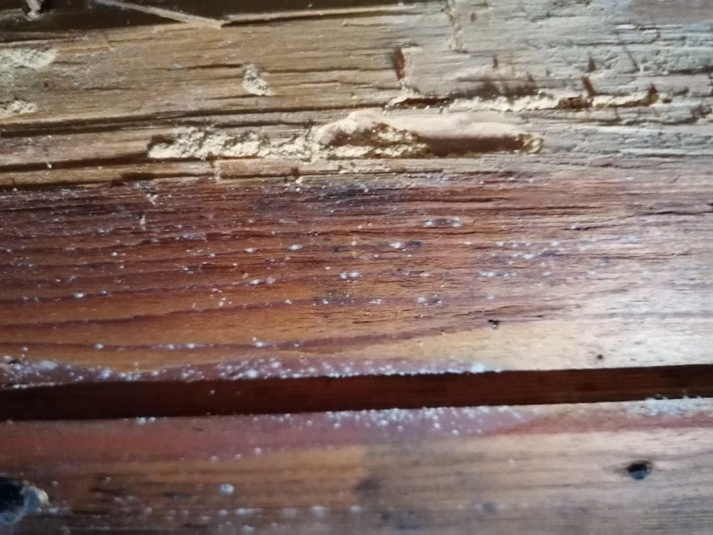 Poutre de bois attaquée par des larves de capricornes qui ont creusées des galeries