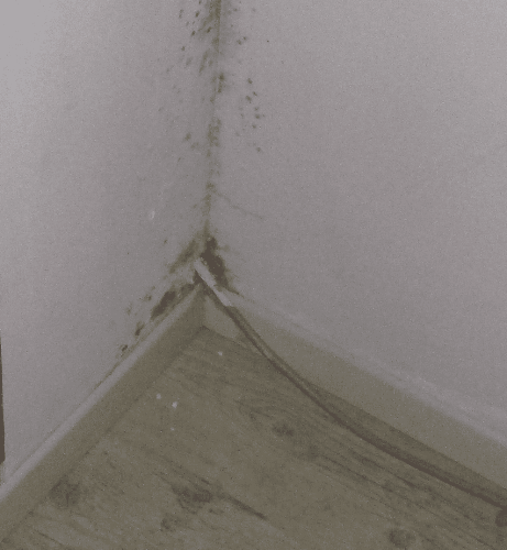 moisissures en bas de coin de mur