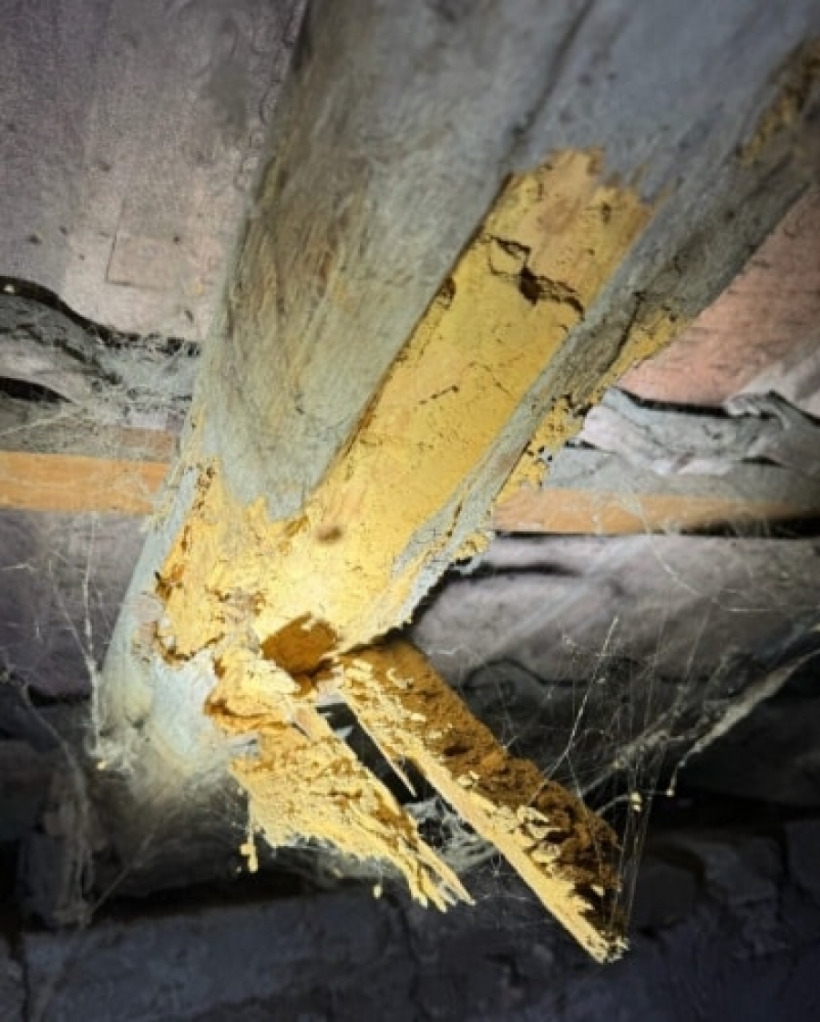 Capricorne des maisons : insecte discret mais ravageur