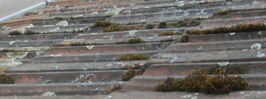 MousseS de toit Saint Avold