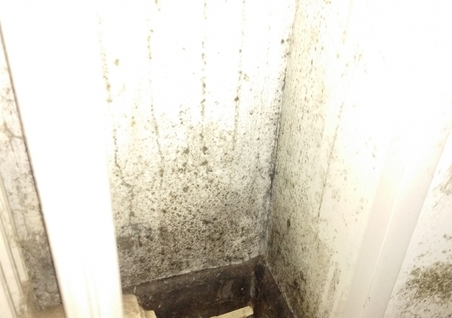 Traitement moisissures Neufchateau Vittel Vosges