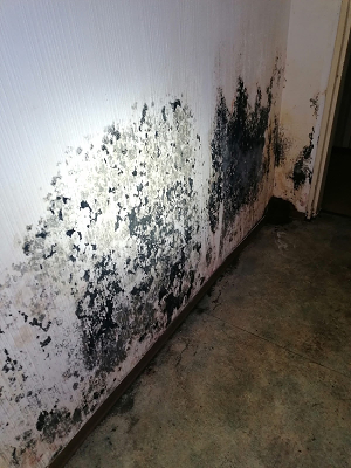 Humidité : Taches et moisissures sur vos murs