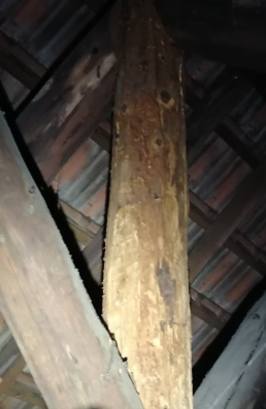 Pourquoi traiter les bois de charpente ?