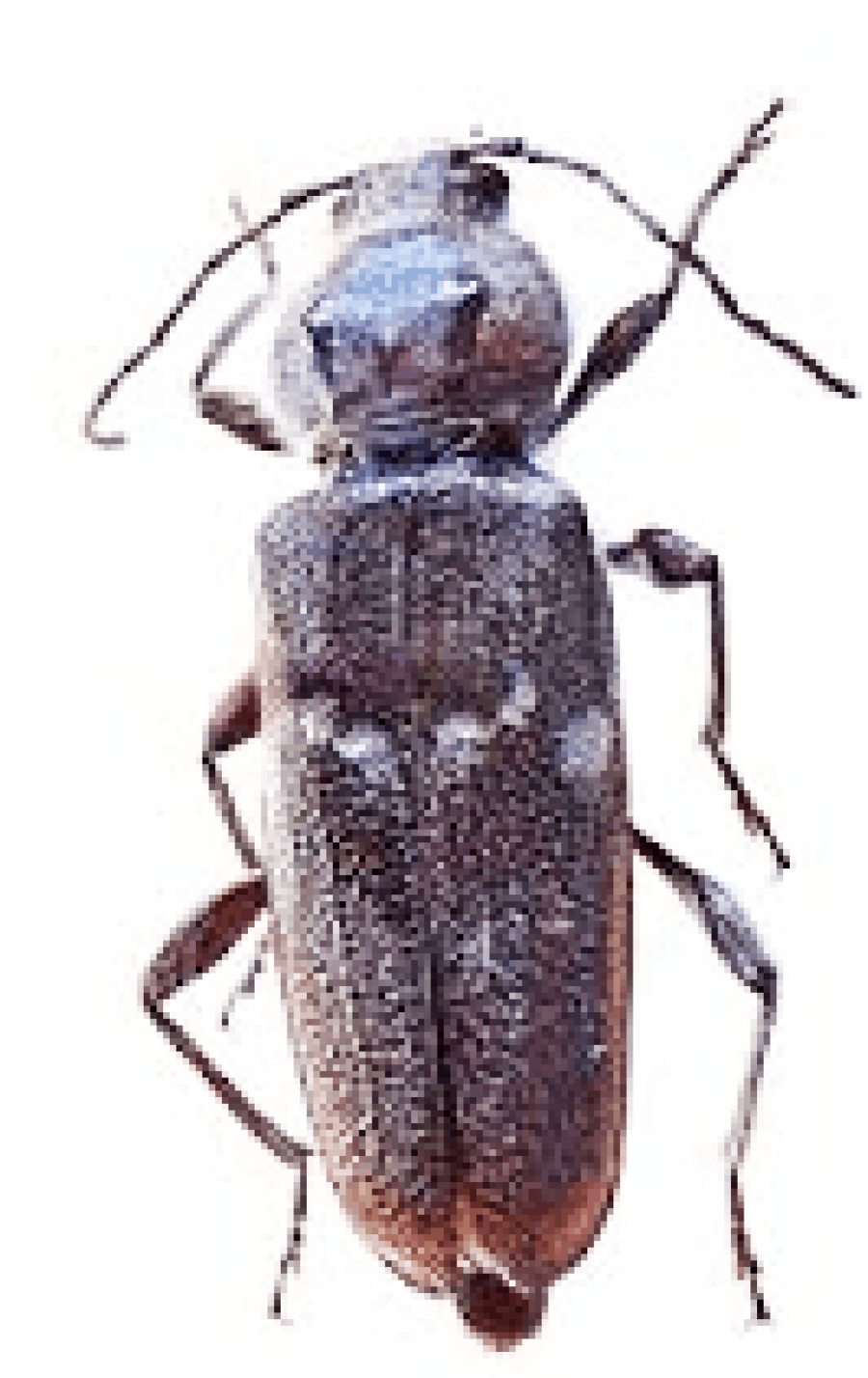 Capricorne des maisons Maizières les Metz