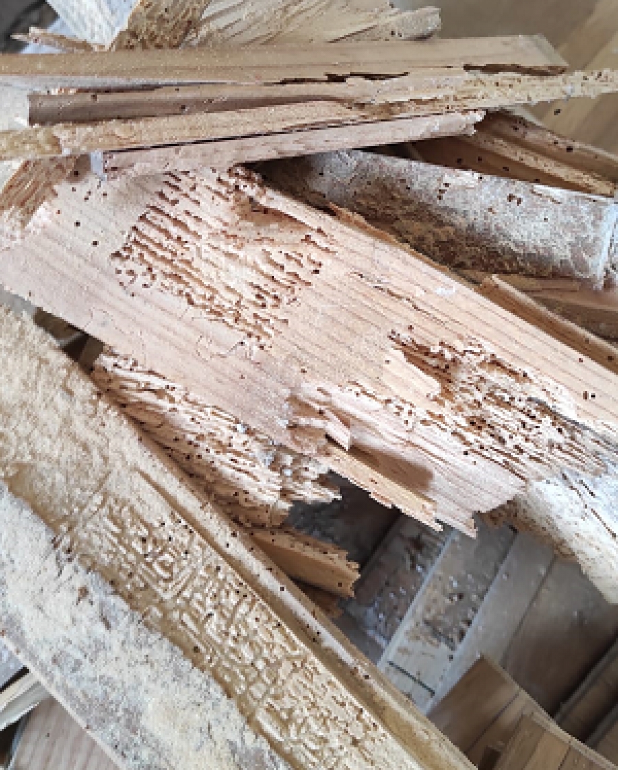 Insectes xylophages comment s&#039;en débarrasser Sarrebourg