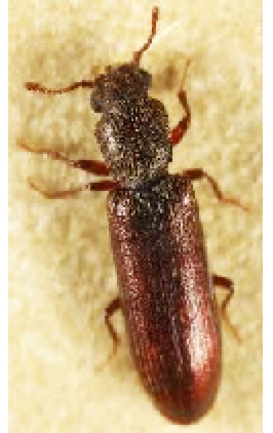 Lyctus Sarreguemines