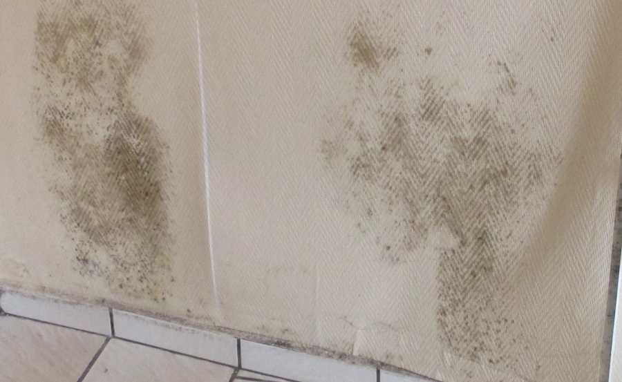 Moisissures Boulay Faulquemont