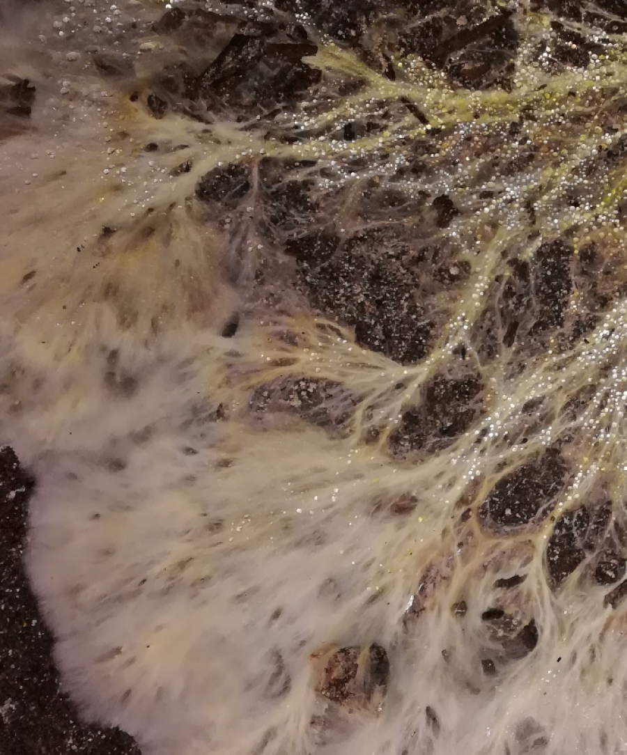 Qu&#039;est ce que la mérule Sarrebourg